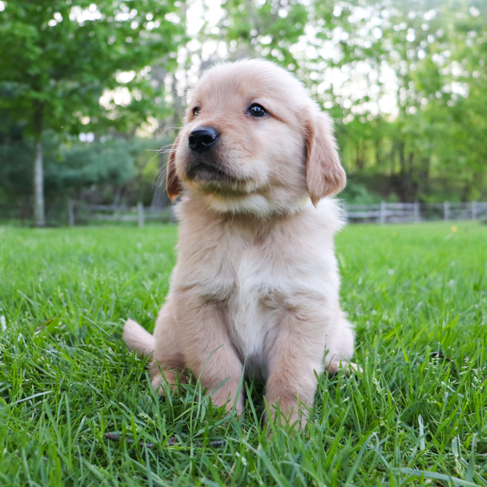 Lexi_Golden_Retriever_Puppy_Lake