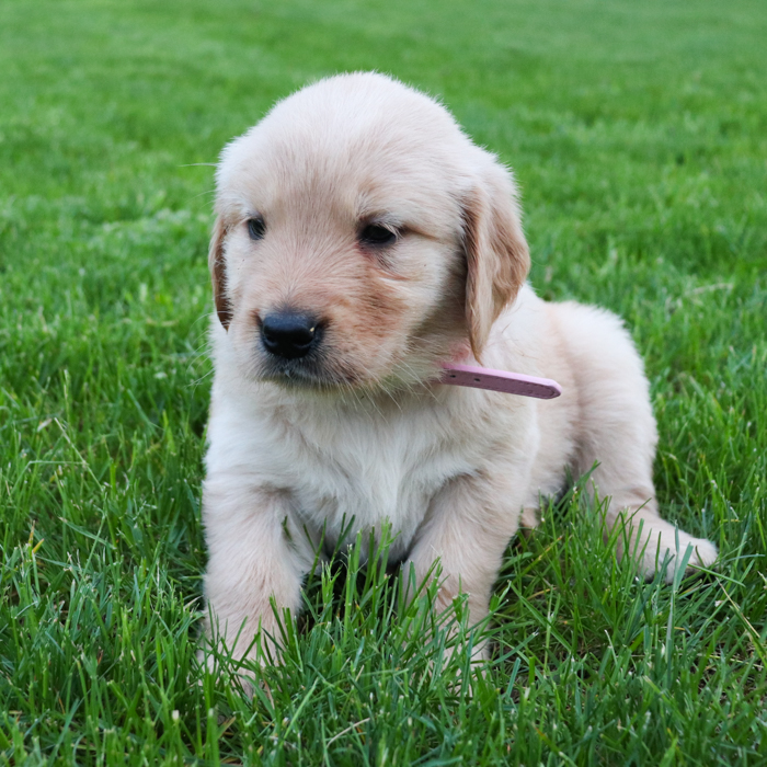 Lexi_Golden_Retriever_Puppy_Lena