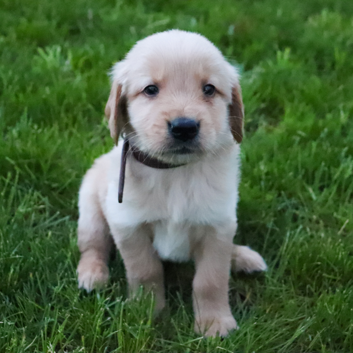 Lexi_Golden_Retriever_Puppy_Leo