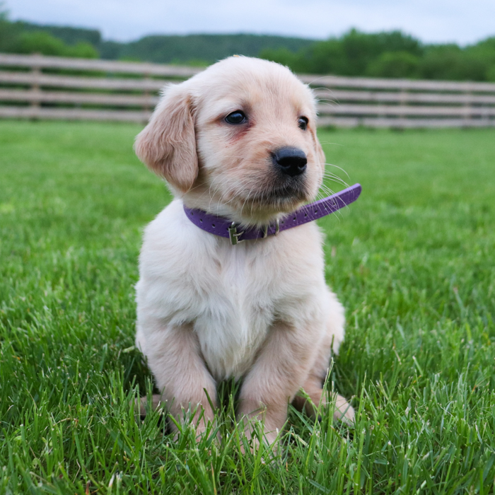 Lexi_Golden_Retriever_Puppy_Lexa