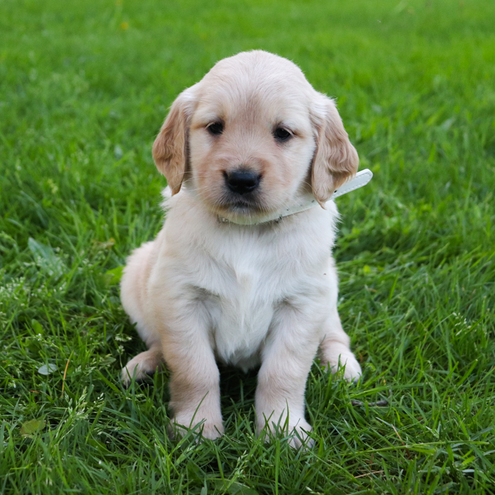 Lexi_Golden_Retriever_Puppy_Liberty