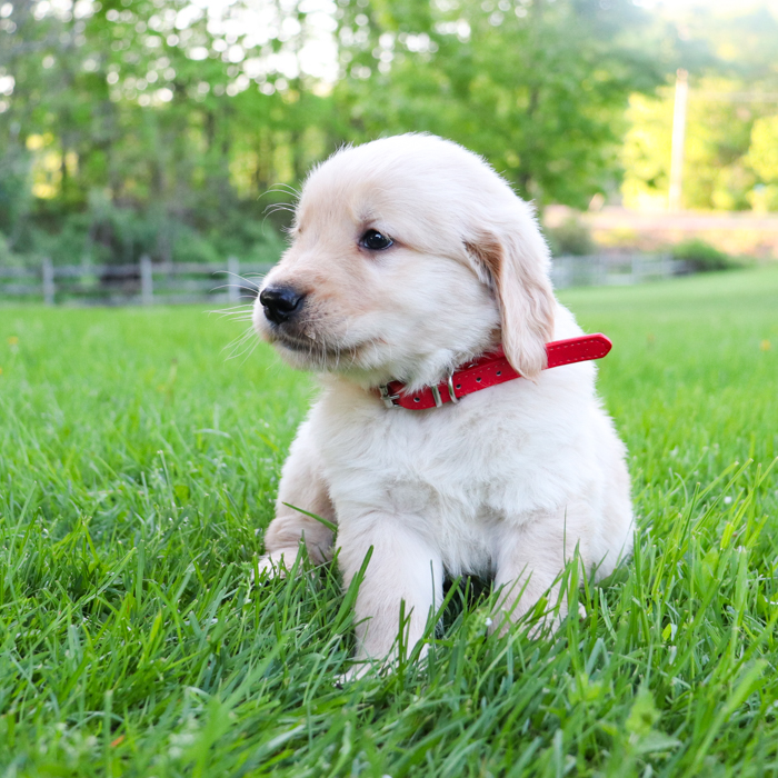 Lexi_Golden_Retriever_Puppy_Link