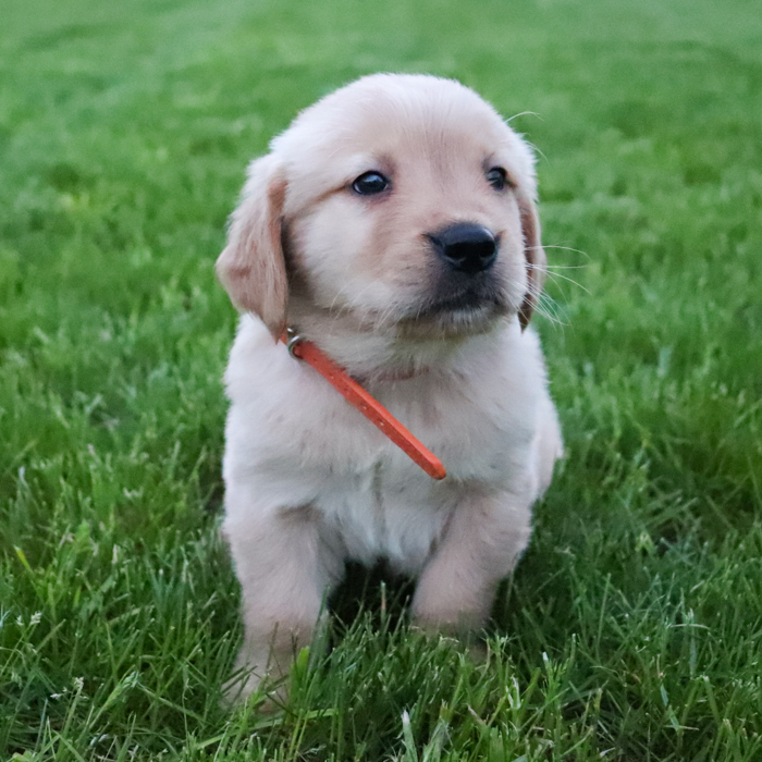 Lexi_Golden_Retriever_Puppy_Louie