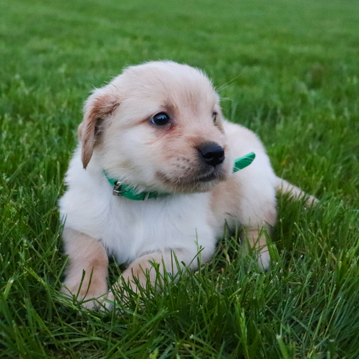 Lexi_Golden_Retriever_Puppy_Luca