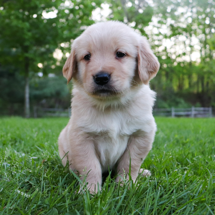 Lexi_Golden_Retriever_Puppy_Lucky