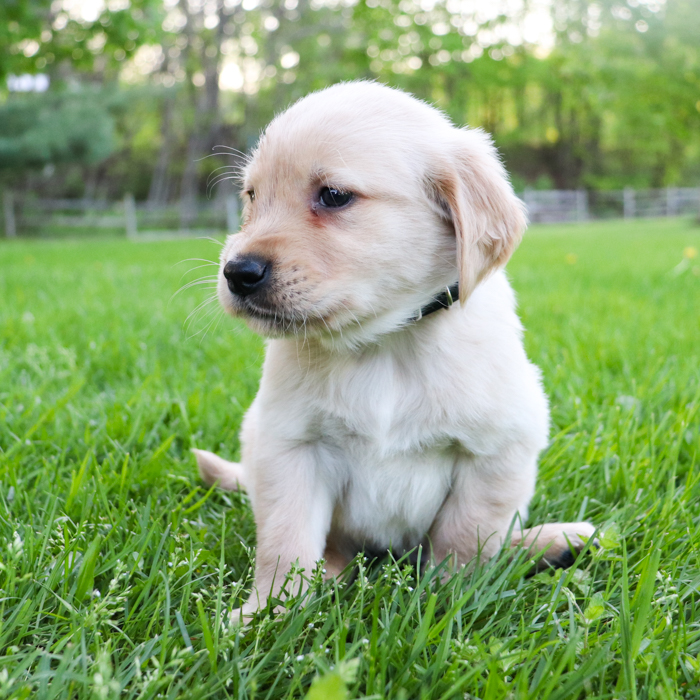Lexi_Golden_Retriever_Puppy_Lux