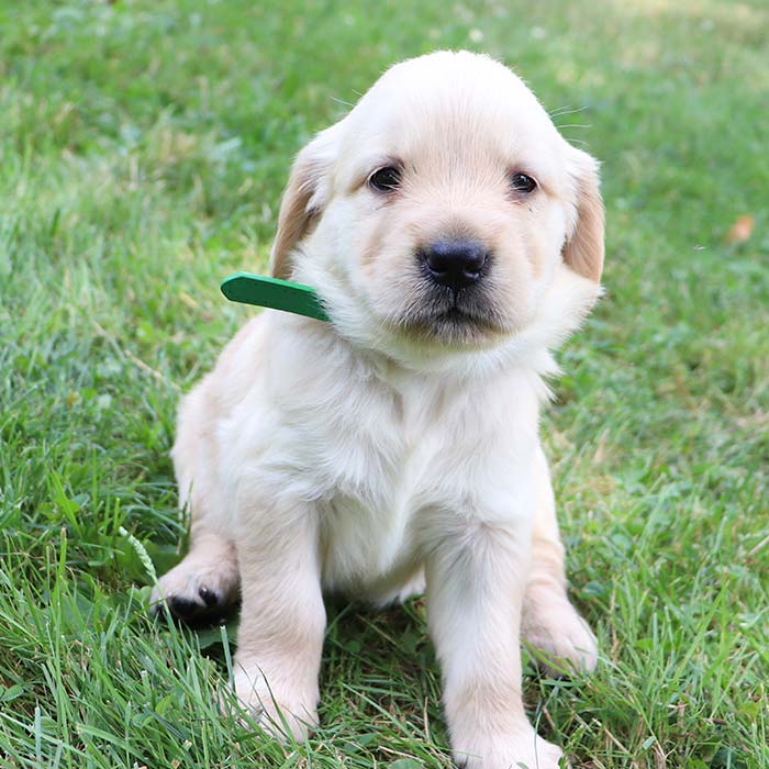 Cami - Golden Retriever Puppy Cami - Golden Retriever Puppy