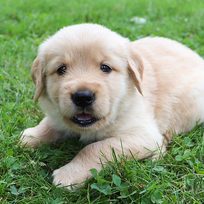 Chia - Golden Retriever Puppy Chia - Golden Retriever Puppy