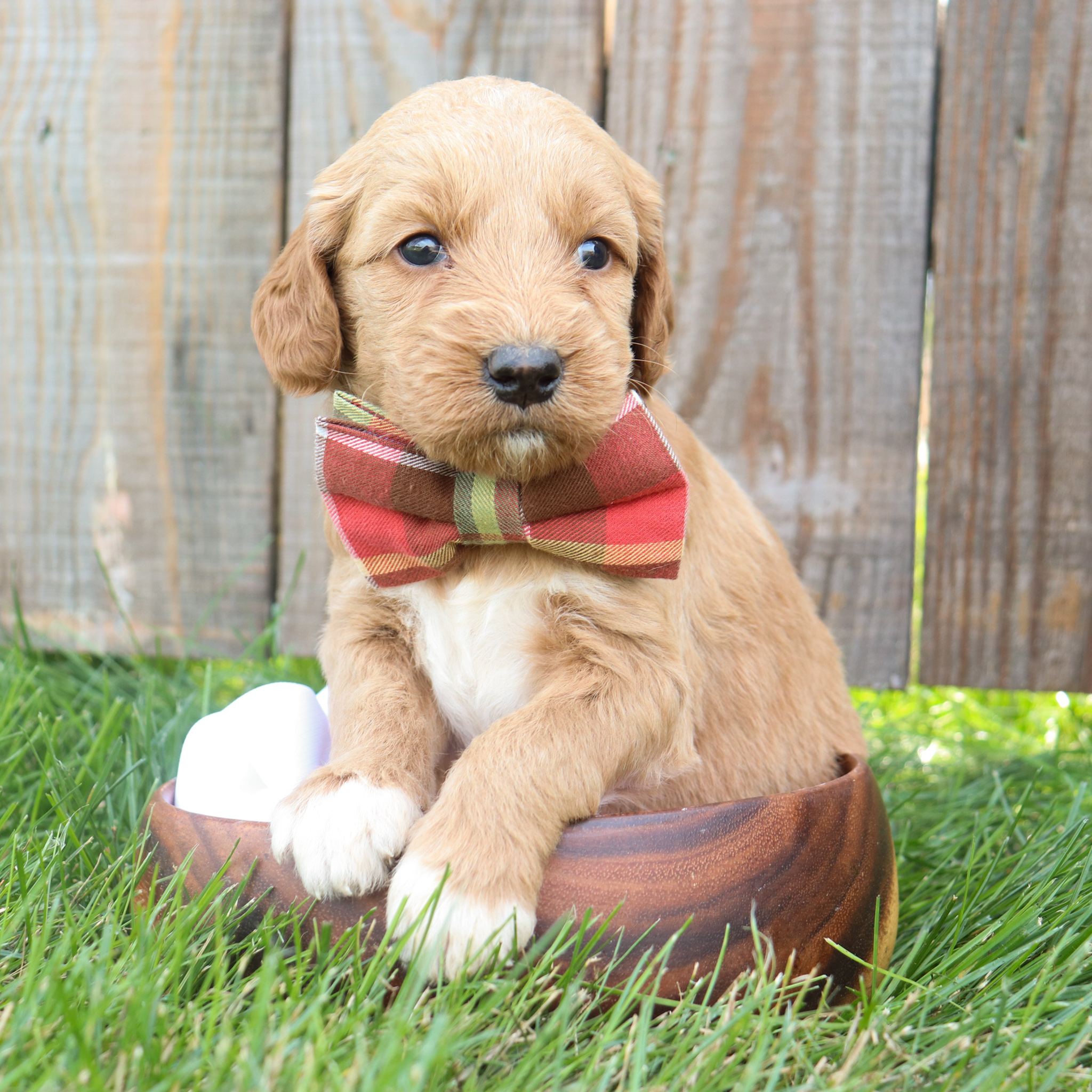 Hunter - Goldendoodle Puppy Hunter - Goldendoodle Puppy
