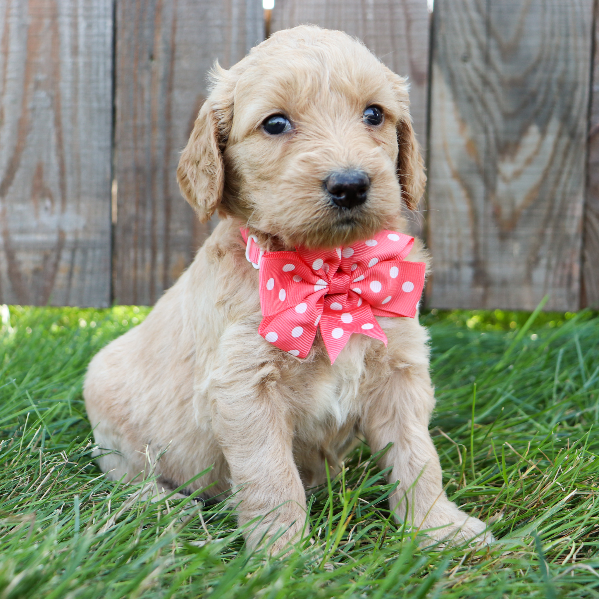 Latte - Goldendoodle Puppy Latte - Goldendoodle Puppy