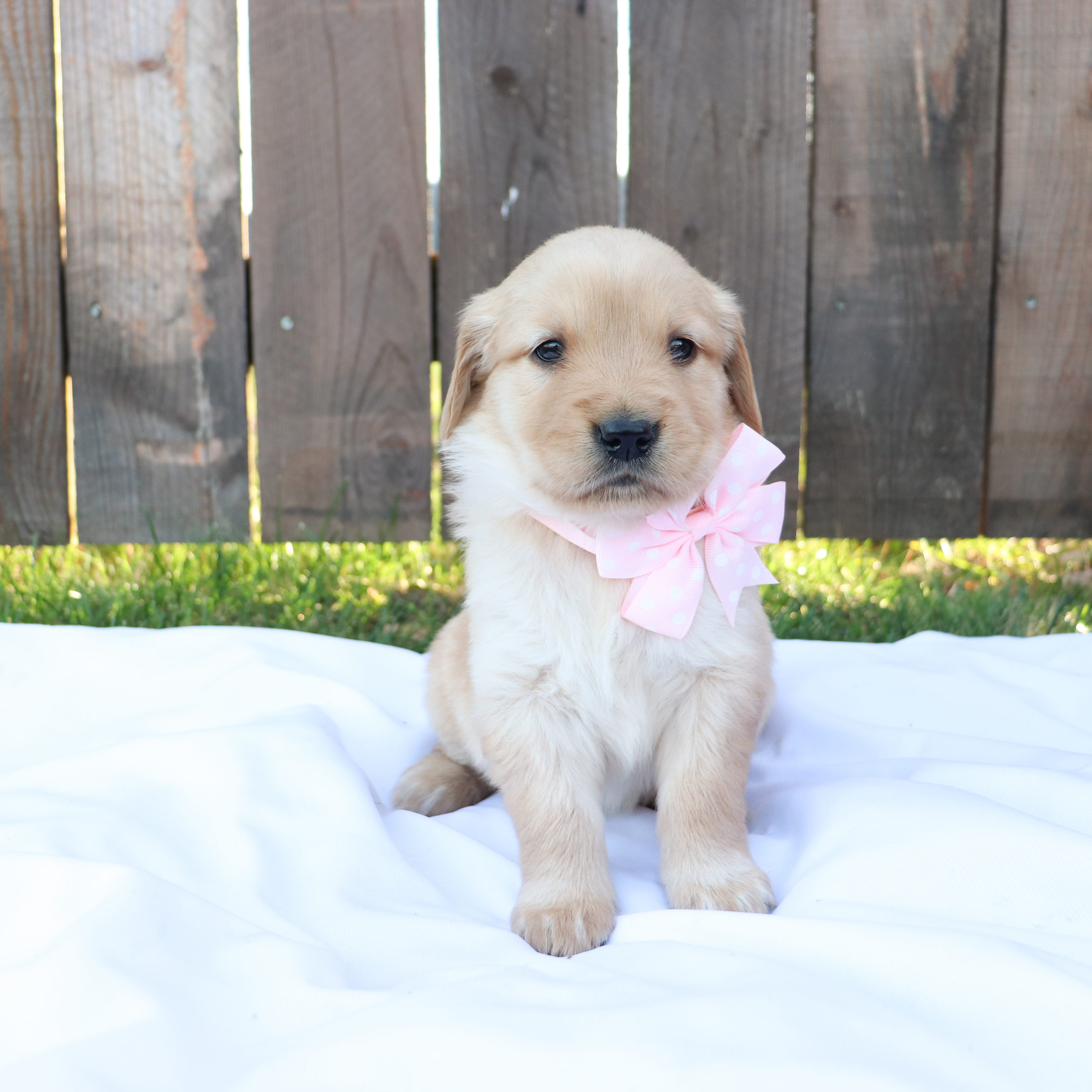 Spice - Golden Retriever Puppy Spice - Golden Retriever Puppy