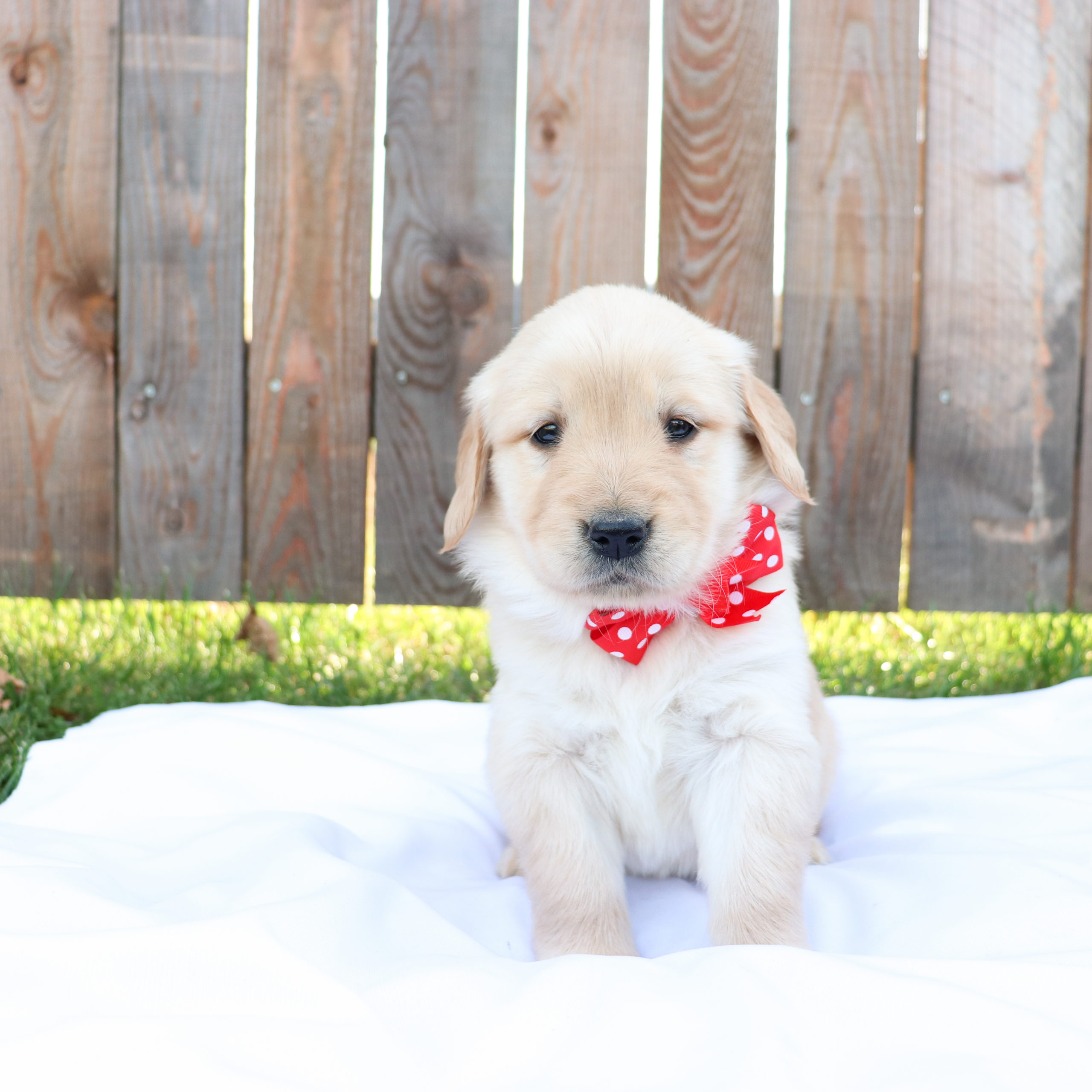 Apple - Golden Retriever Puppy Apple - Golden Retriever Puppy