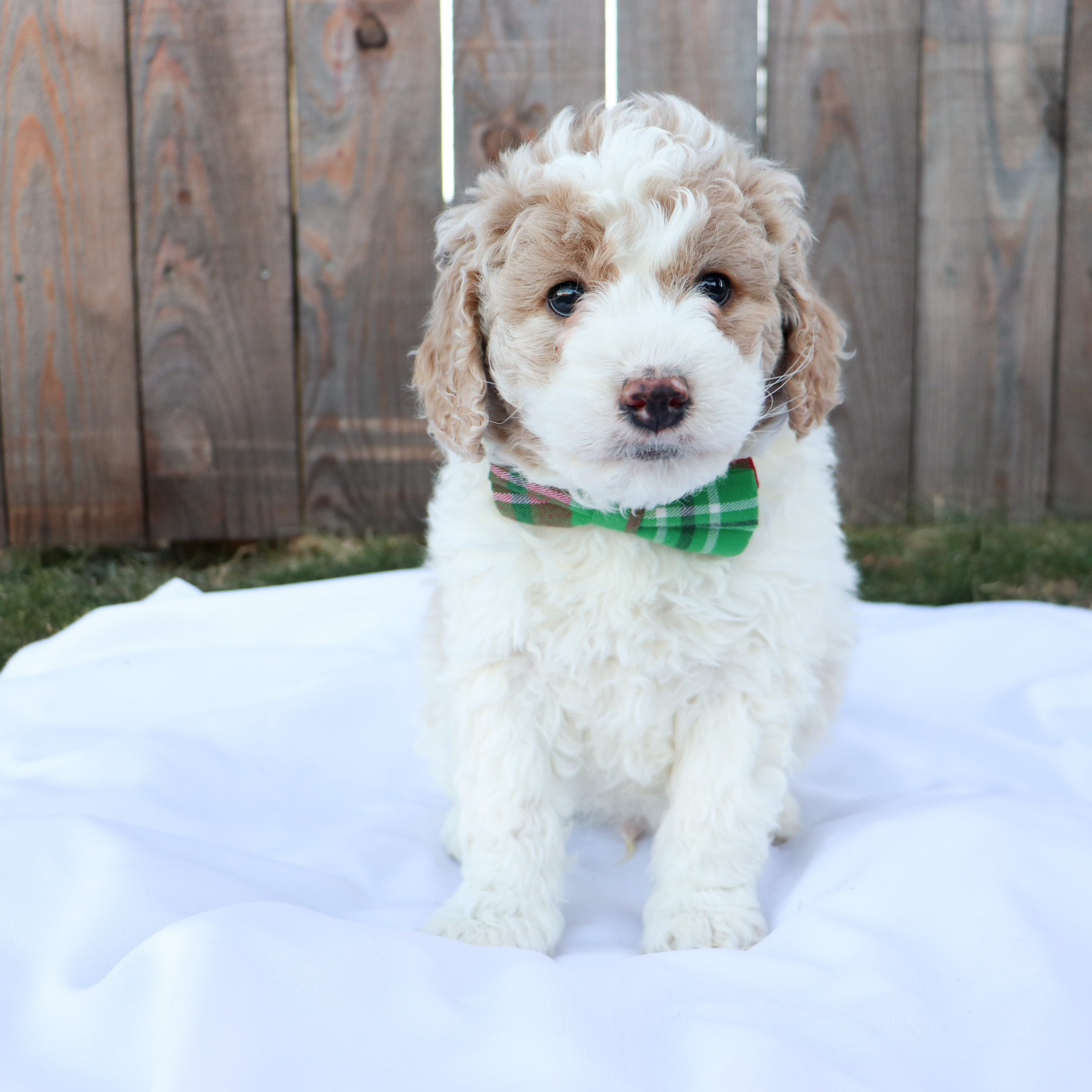 Olive - Labradoodle Olive - Labradoodle