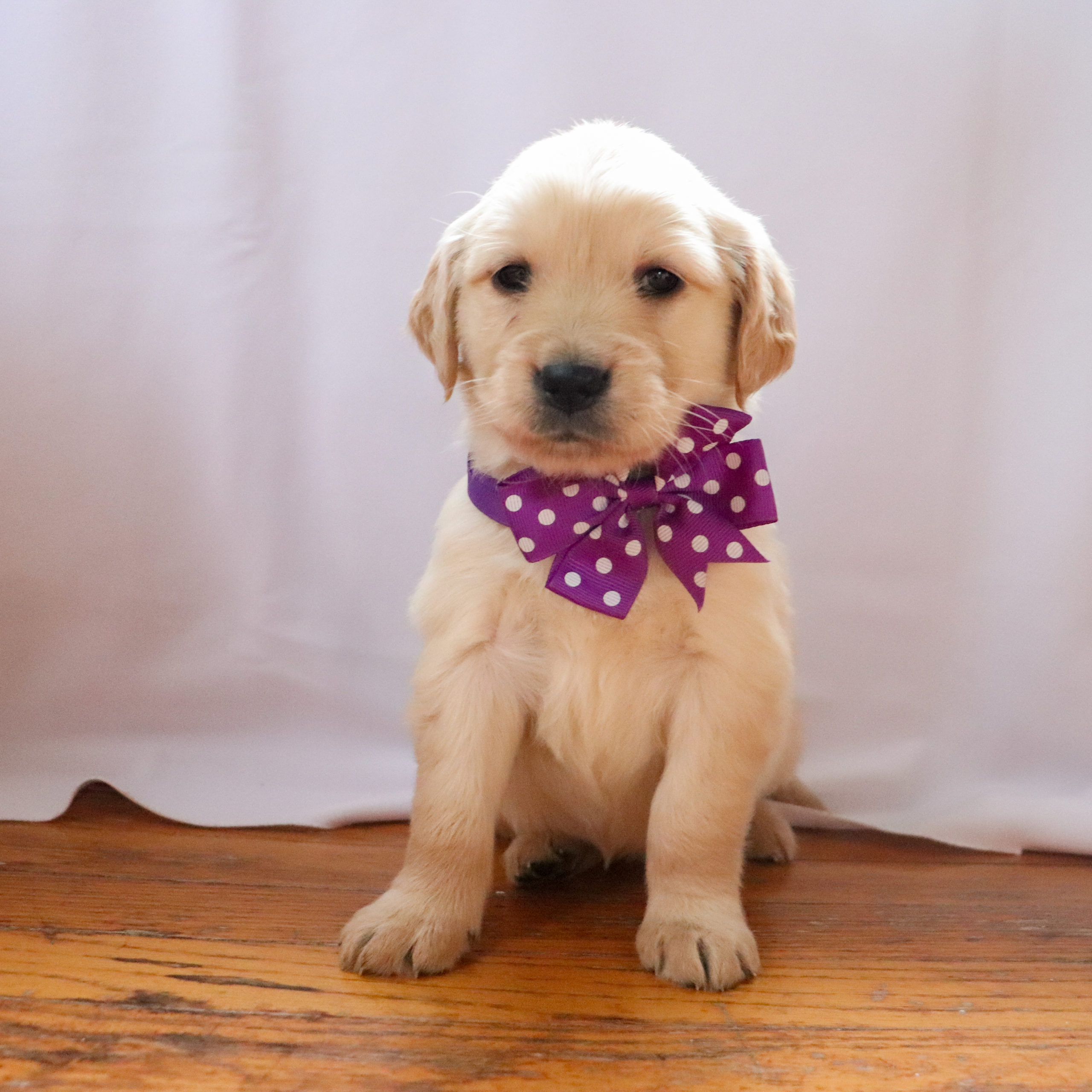Lucy -Golden Retriever Puppy Lucy -Golden Retriever Puppy