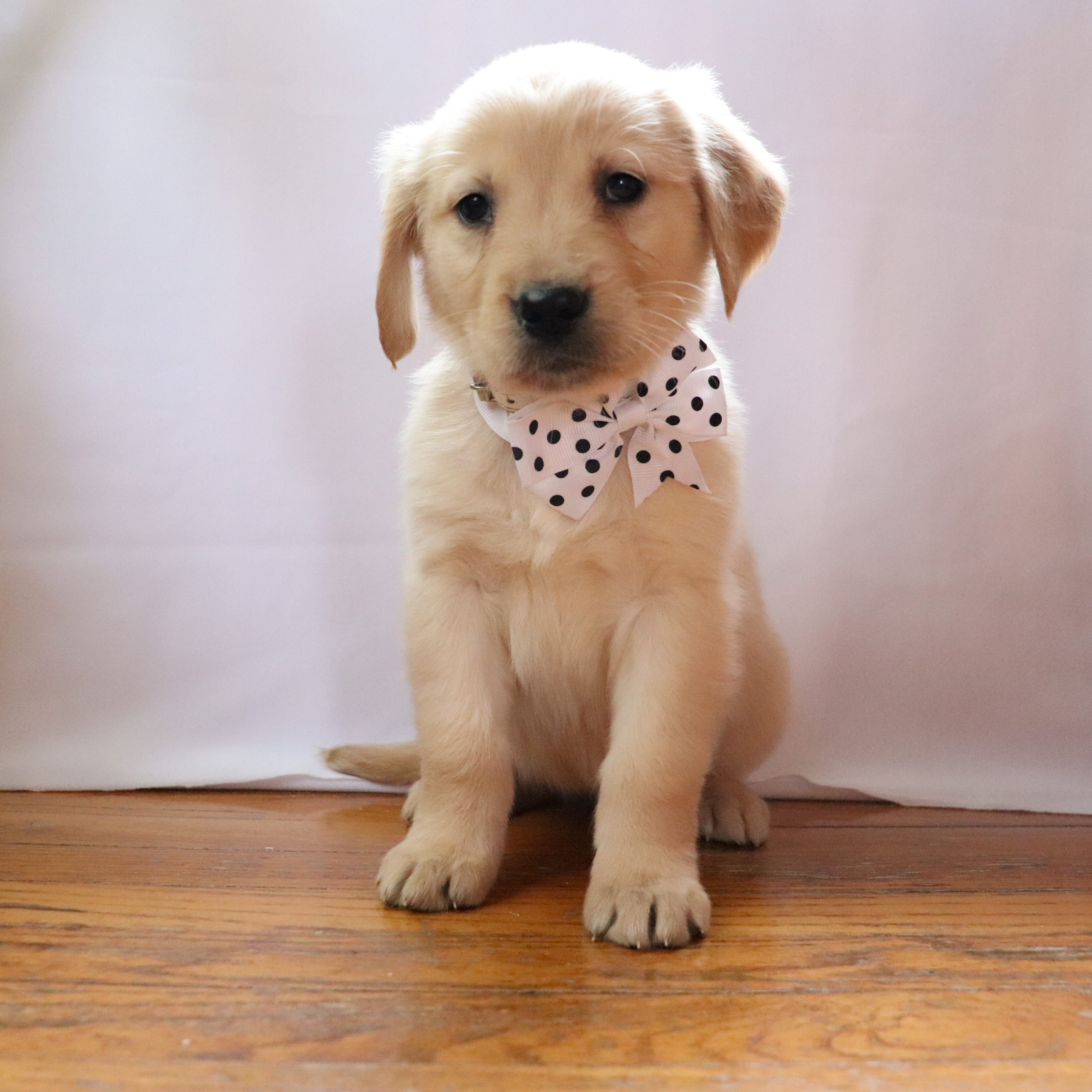 Elsa - Golden Retriever Elsa - Golden Retriever