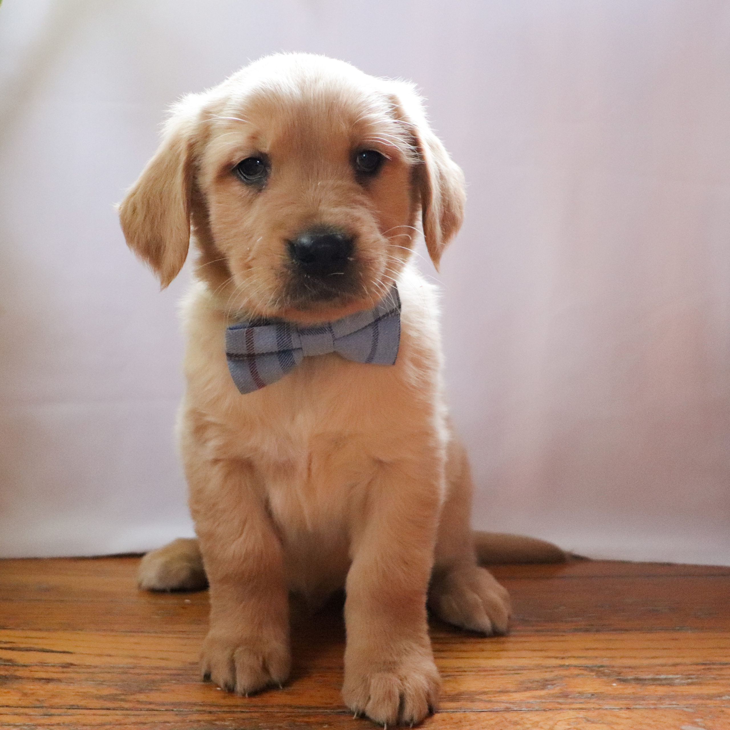 Zane - Golden Retriever Zane - Golden Retriever