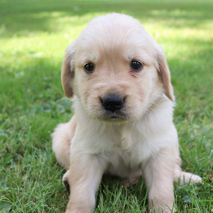 Carly - Golden Retriever Puppy