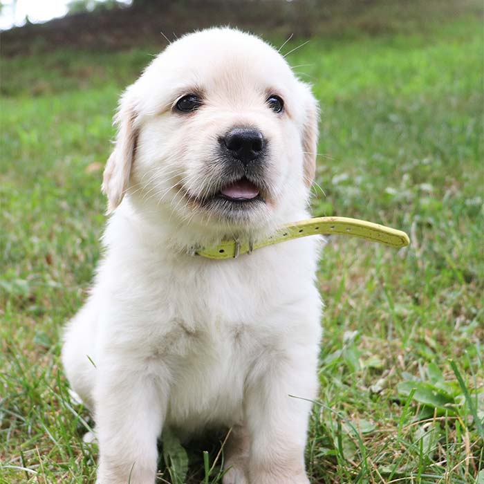 Cora - Golden Retriever Puppy