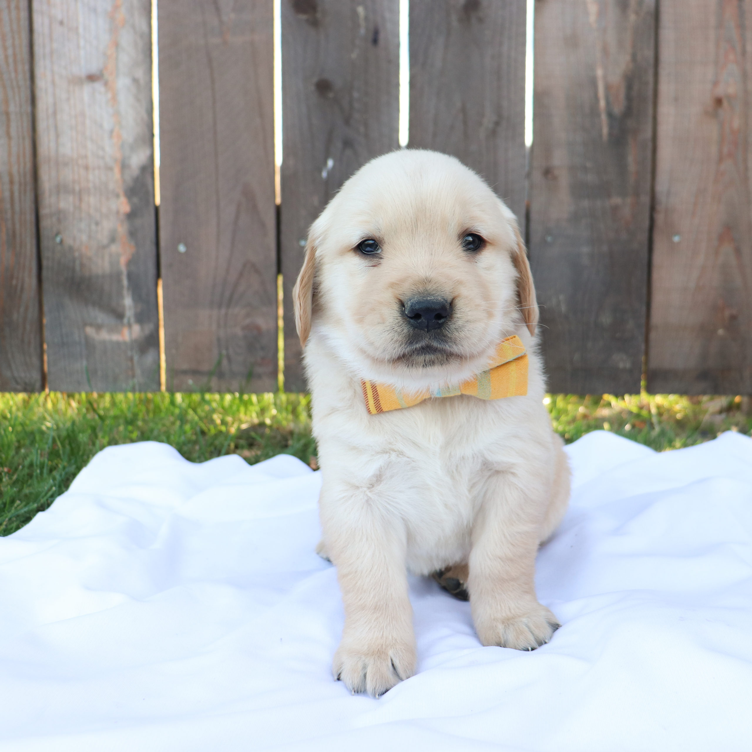 Biscuit - Golden Retriever Puppy