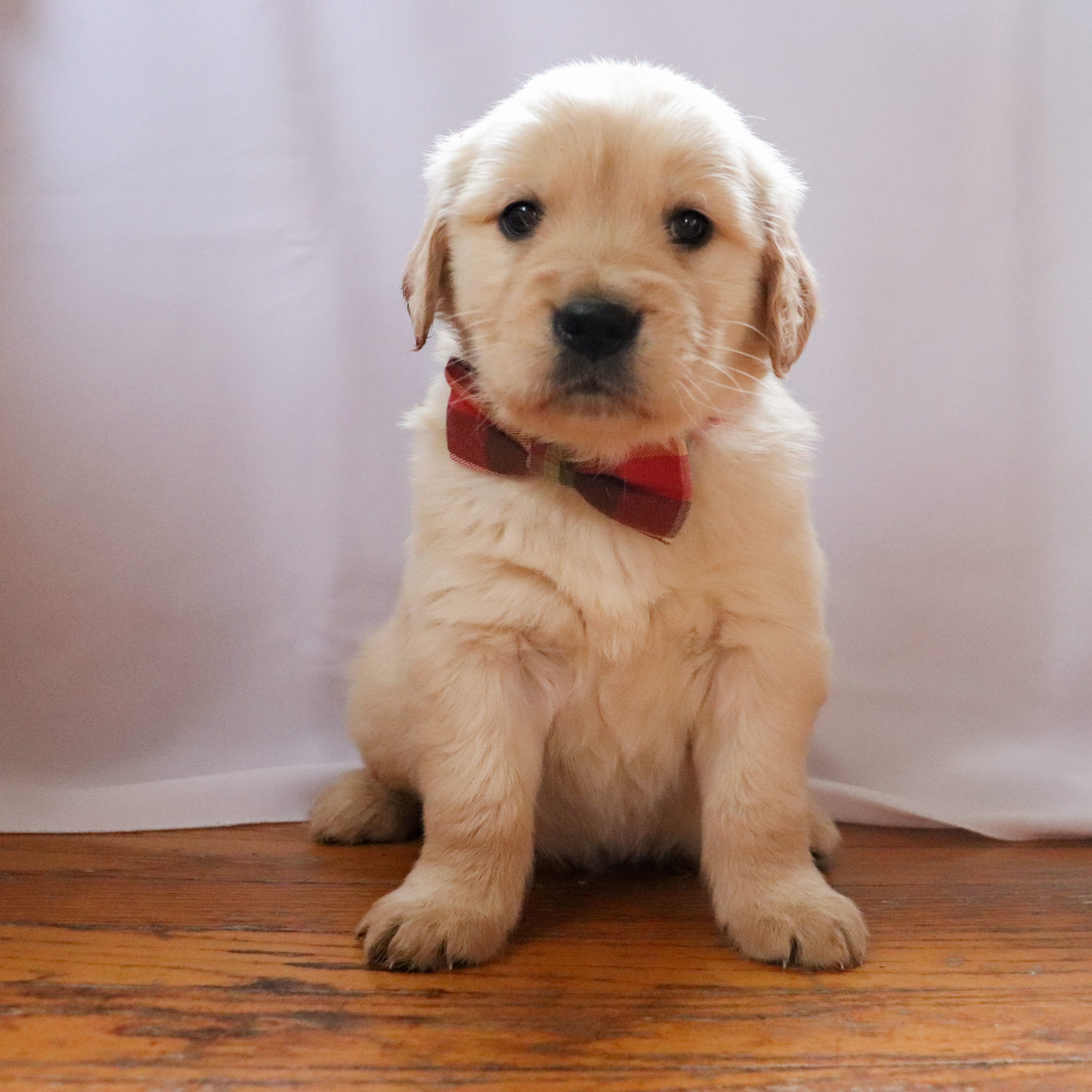 Bobby -Golden Retriever Puppy