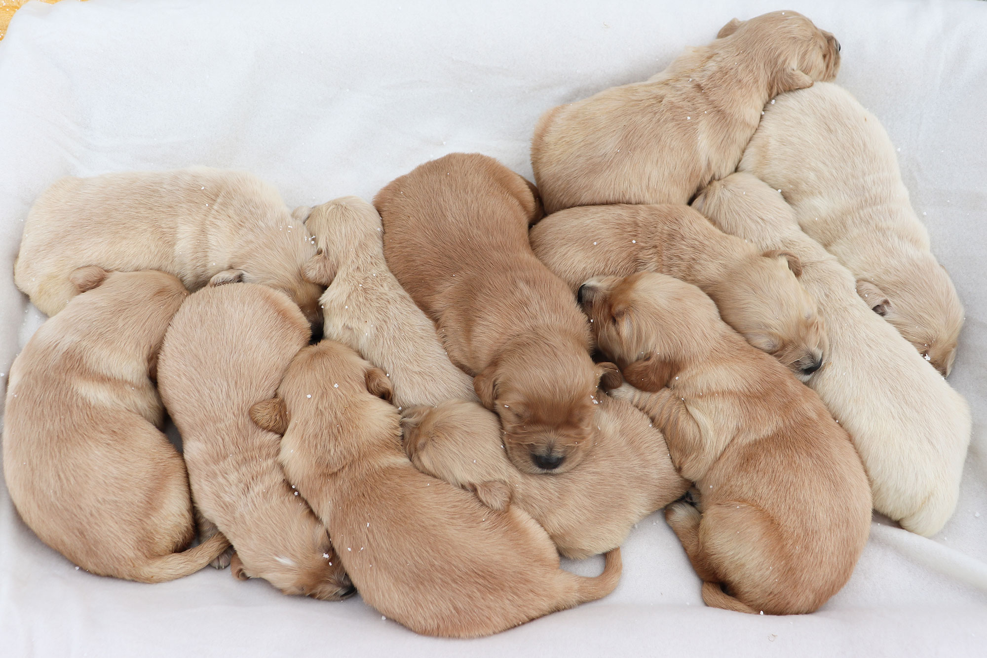Golden Retriever - Kaya's Puppies