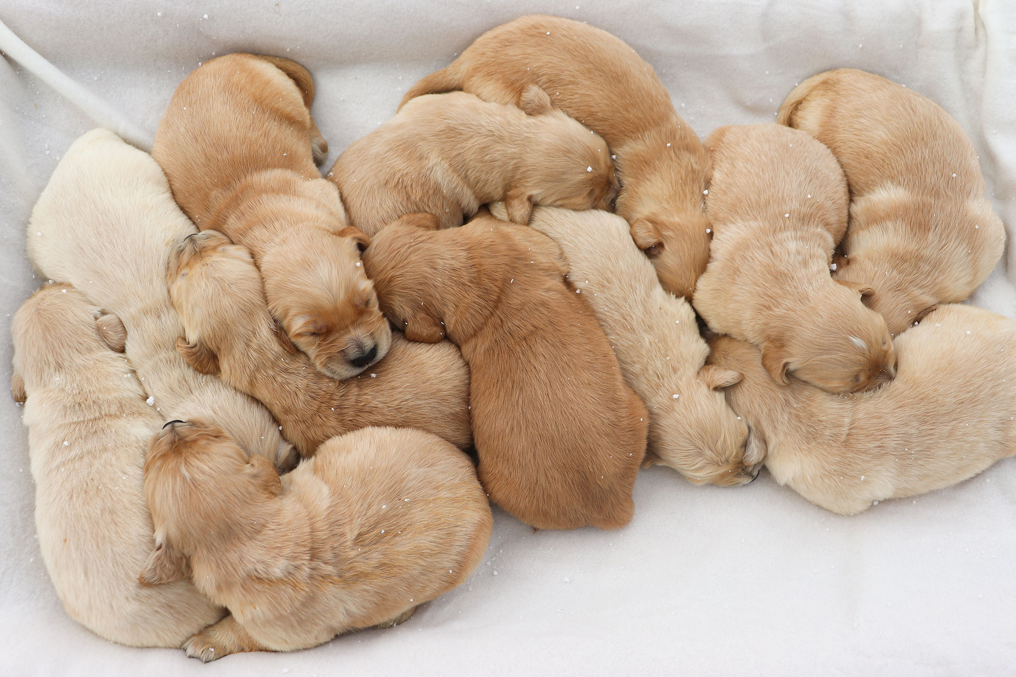Golden Retriever - Kaya's Puppies