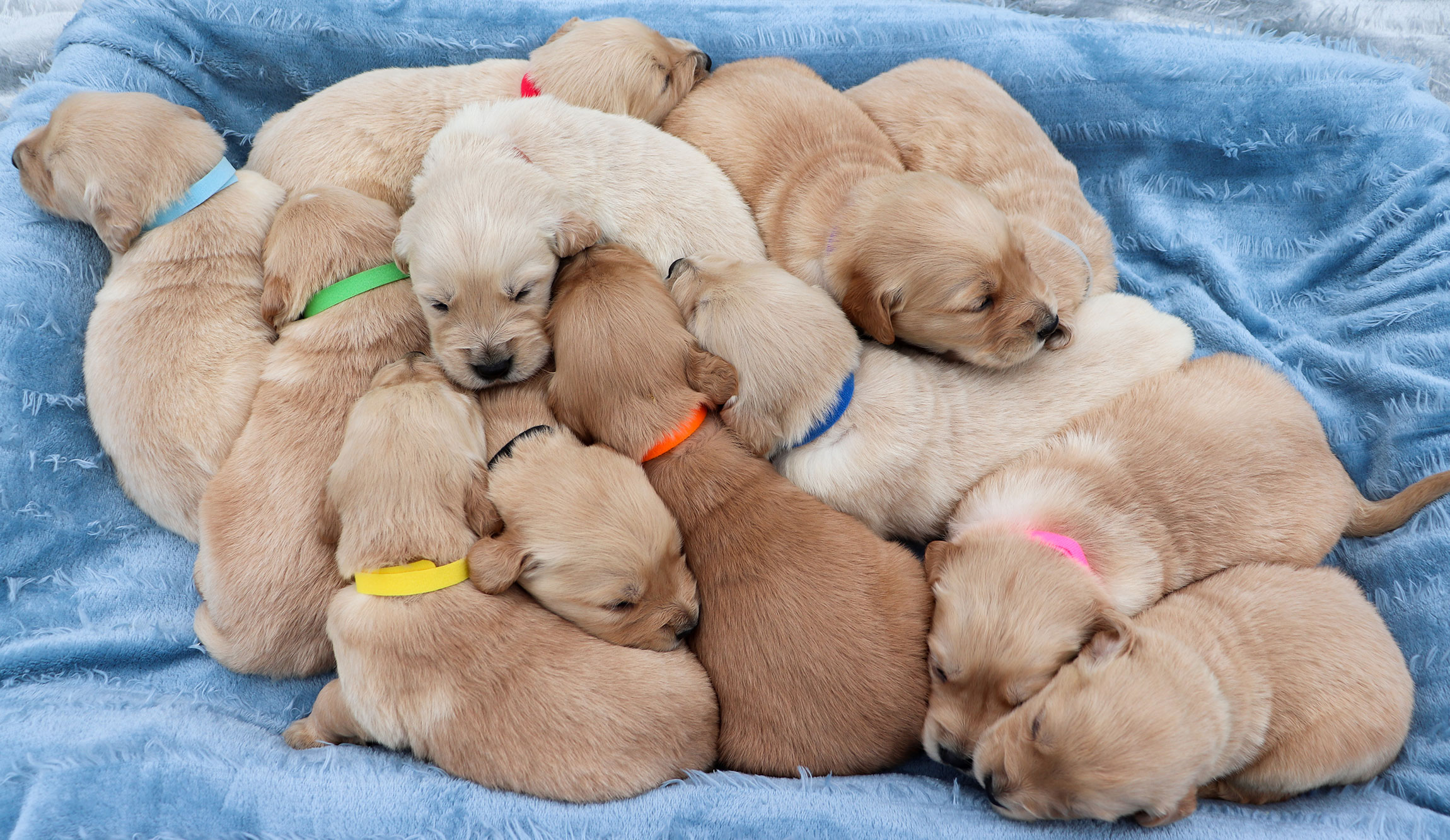 Golden Retriever Kaya's Puppies - Week 3