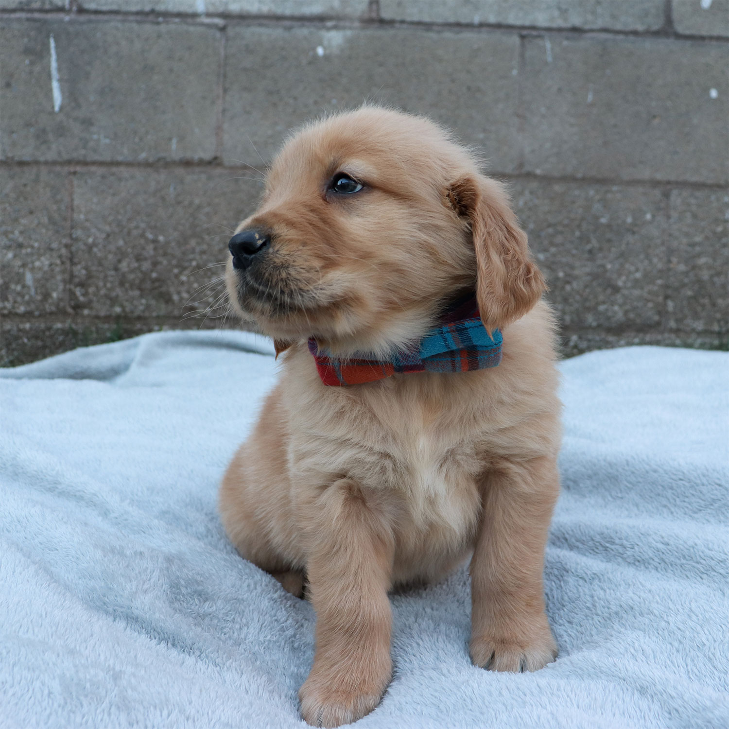 Kaya's Golden Retriever Puppies - Dodger (Week 6)