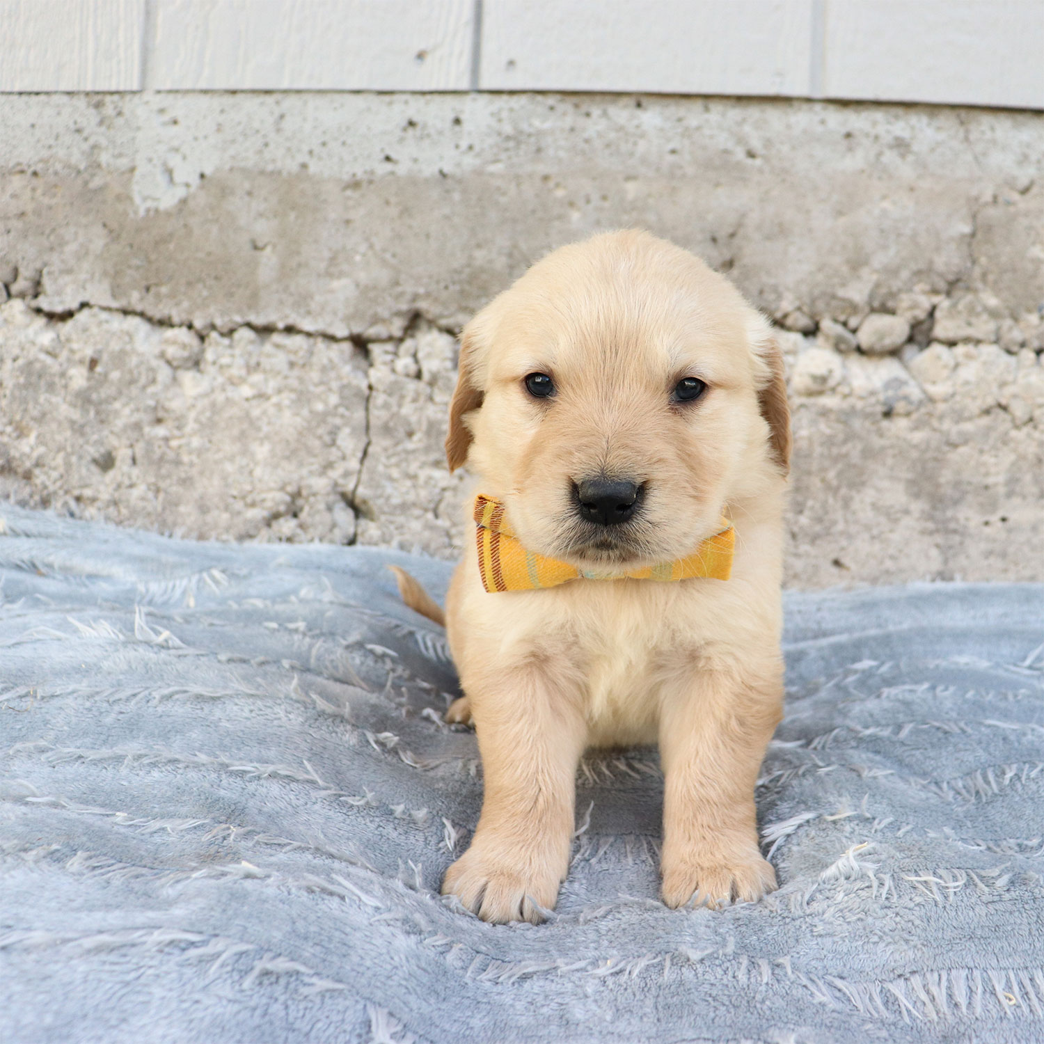 Kaya's Golden Retriever Puppies - Ranger (Week 5)