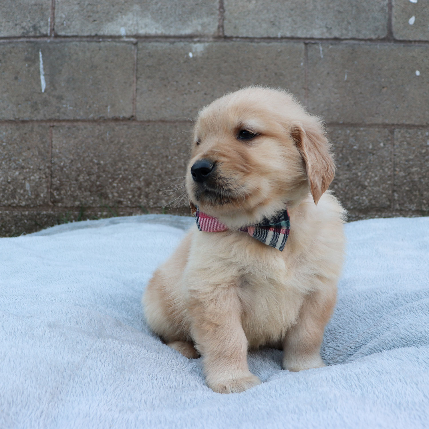 Kaya's Golden Retriever Puppies - Rockie (Week 6)