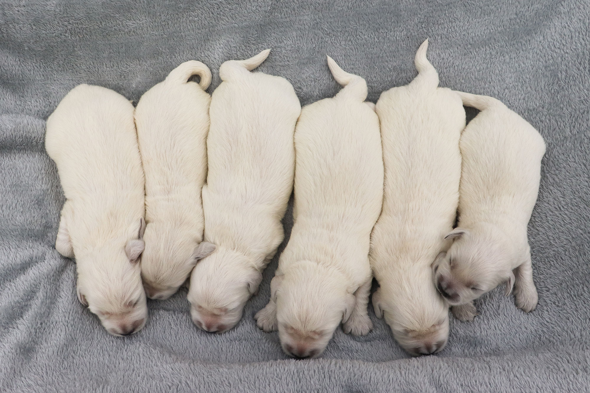 Golden Retriever Kia's Puppies - Week 1