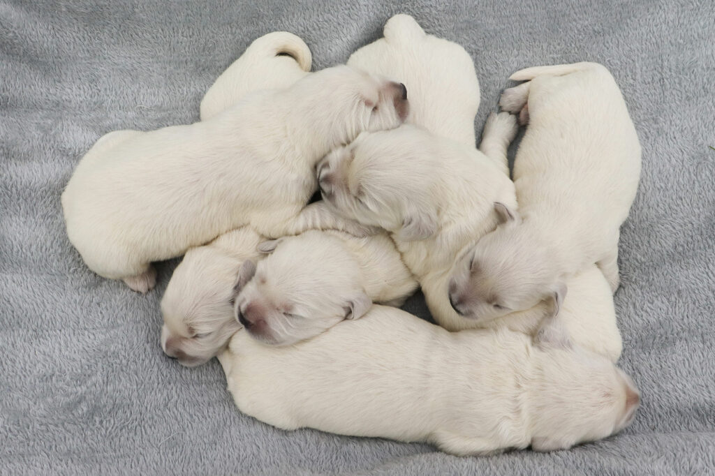 Golden Retriever Kia's Puppies - Week 1