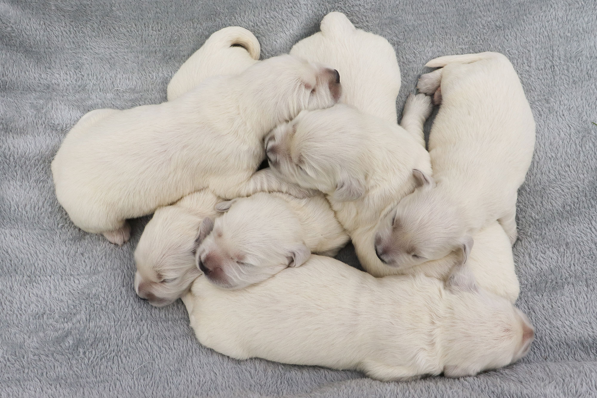 Golden Retriever Kia's Puppies - Week 1