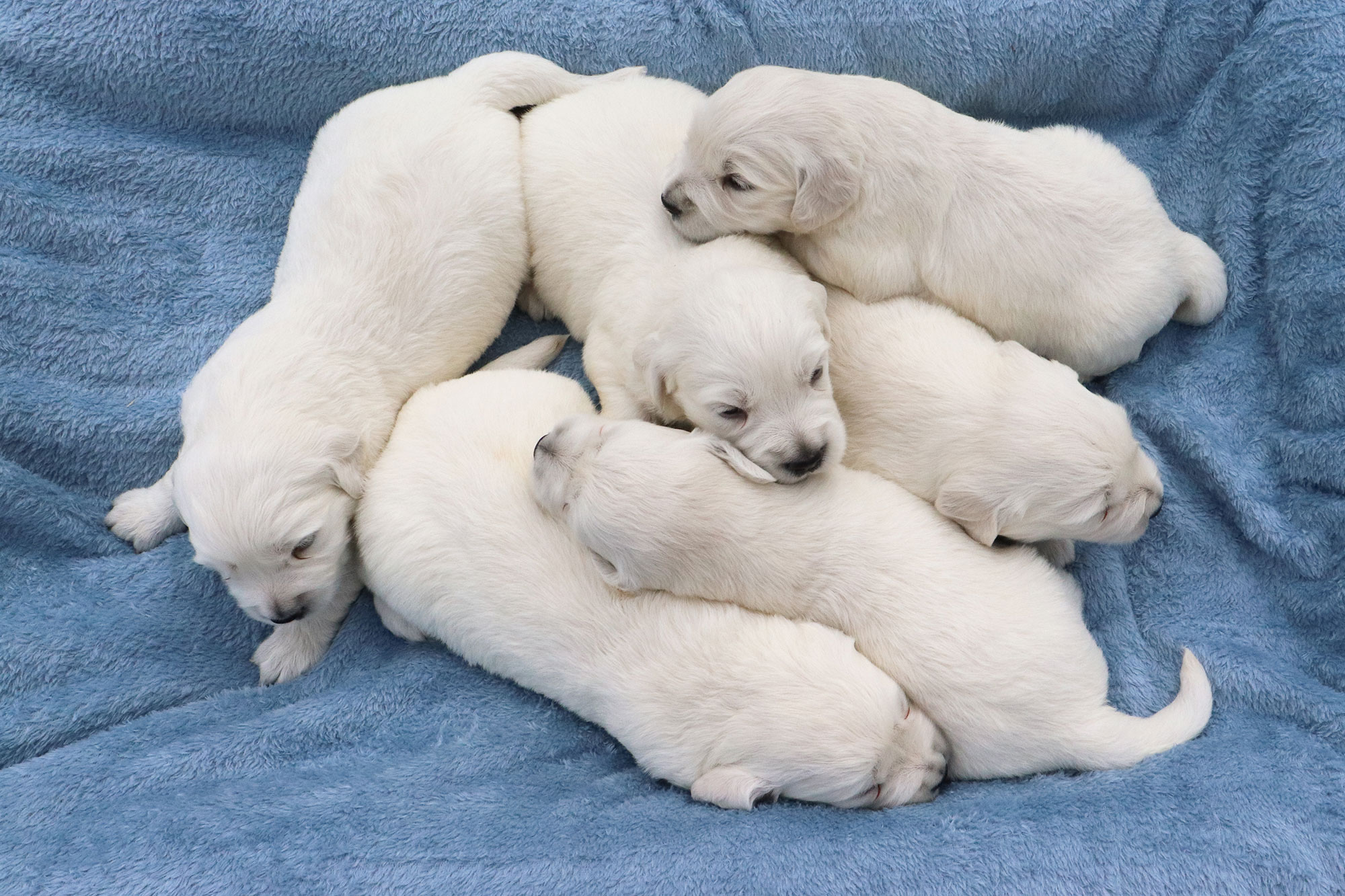 Golden Retriever Kia's Puppies - Week 2