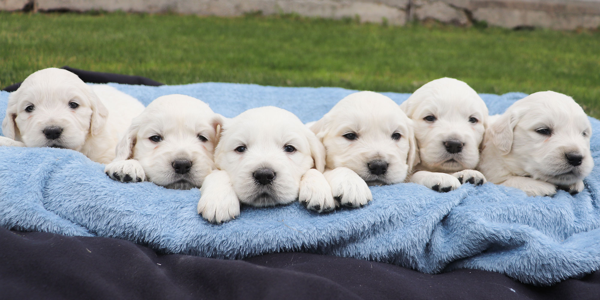 Golden Retriever Kia's Puppies - Week 3
