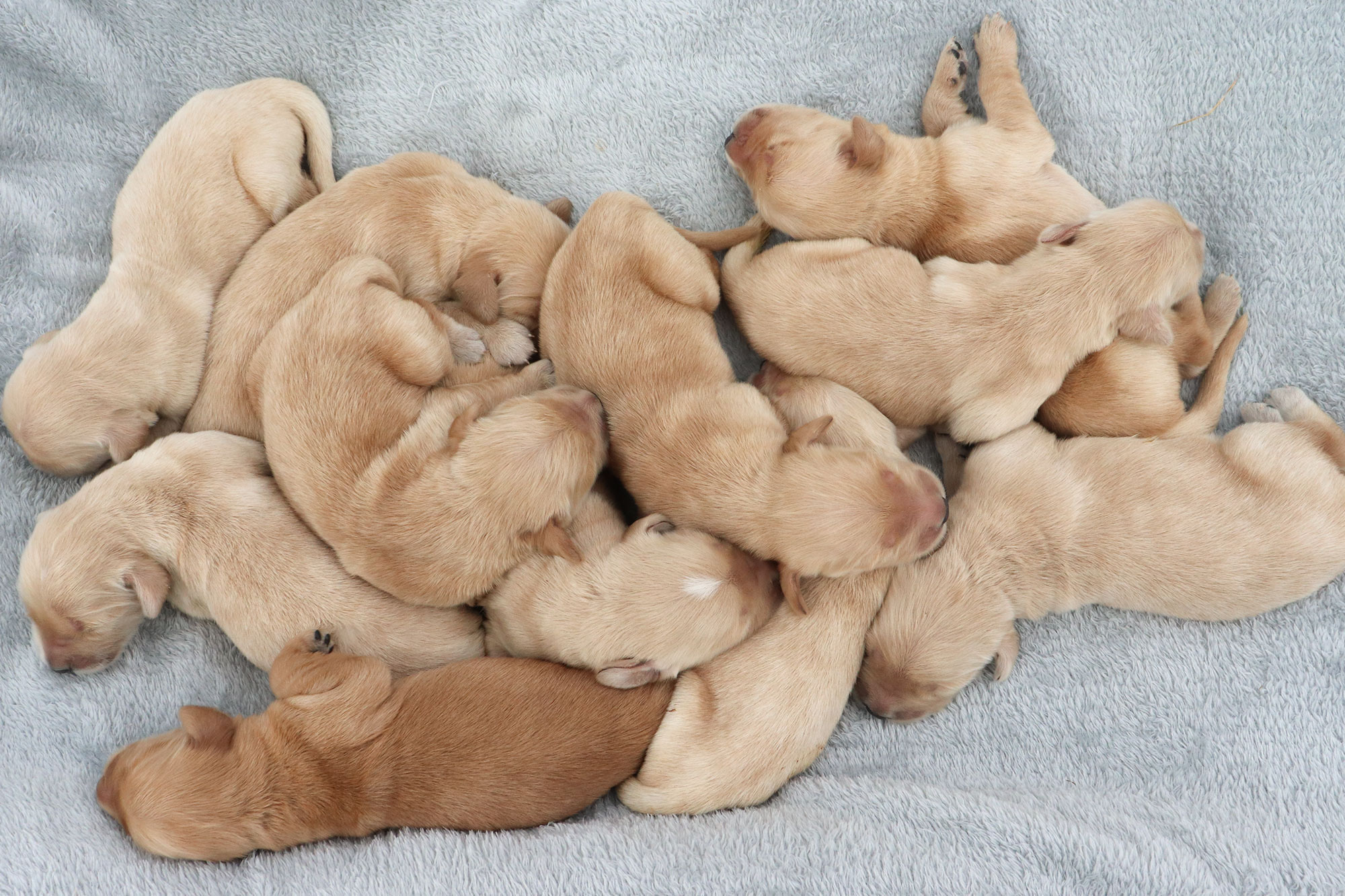 Golden Retriever Roxie's Puppies - Week 1