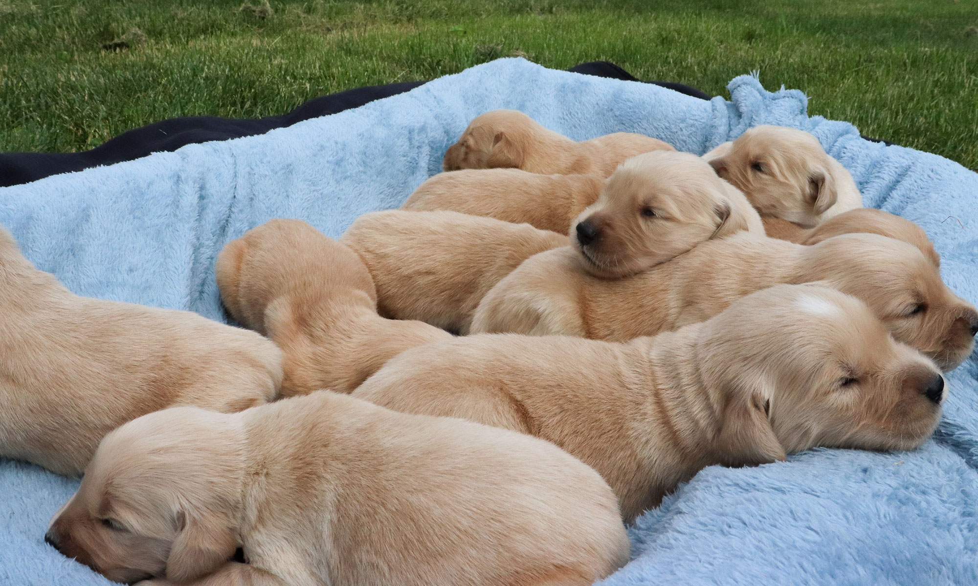 Golden Retriever Roxie's Puppies - Week 2