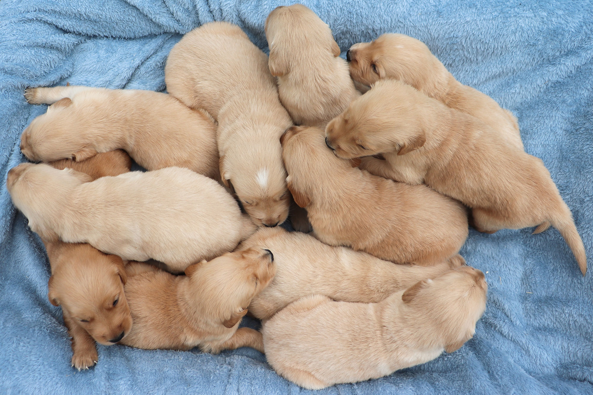 Golden Retriever Roxie's Puppies - Week 3