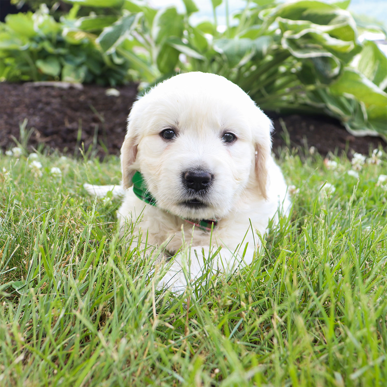 Kia's English Cream Golden Retriever Puppies - Rocky (Week 5)