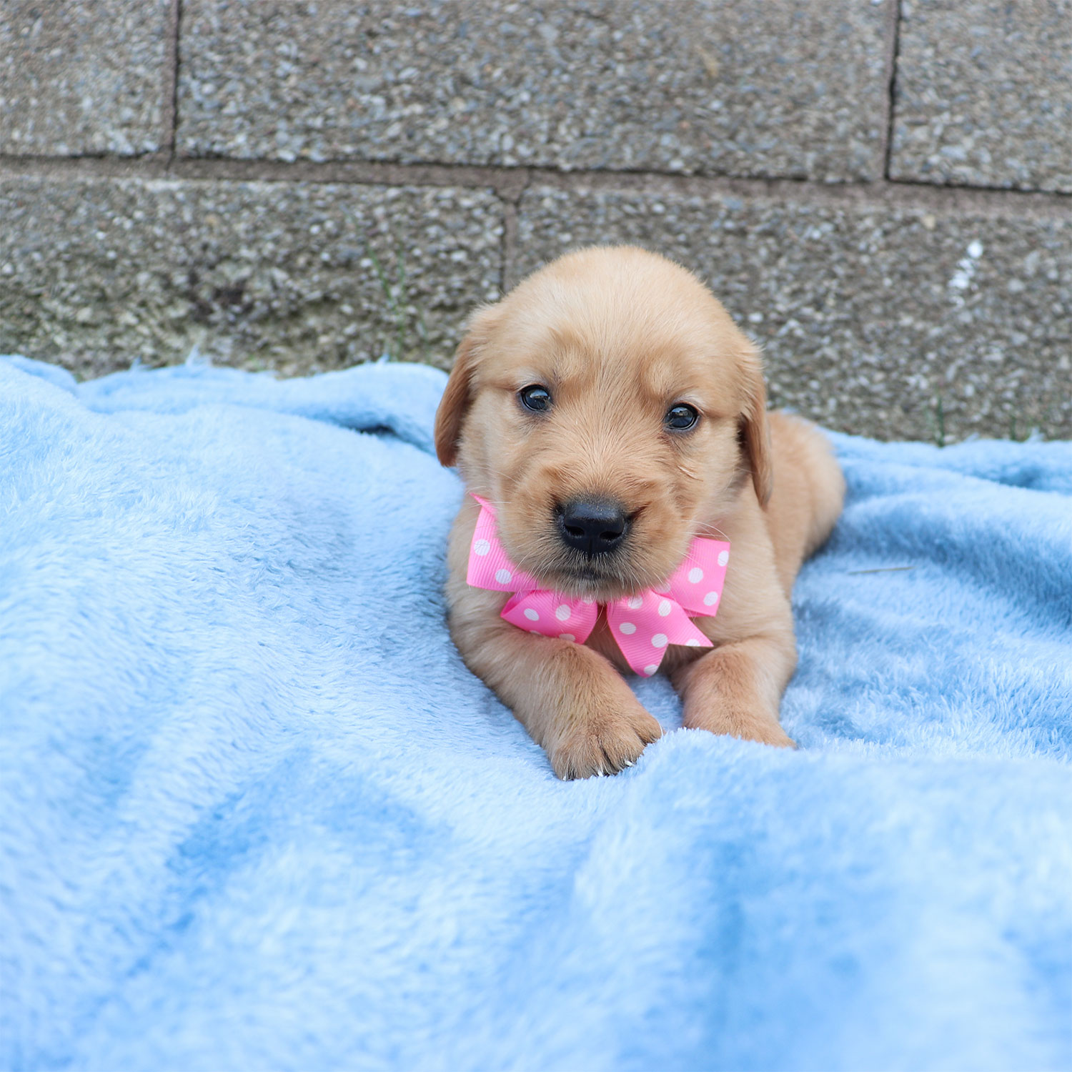 Roxie's Golden Retriever Puppies - Reba (Week 5)