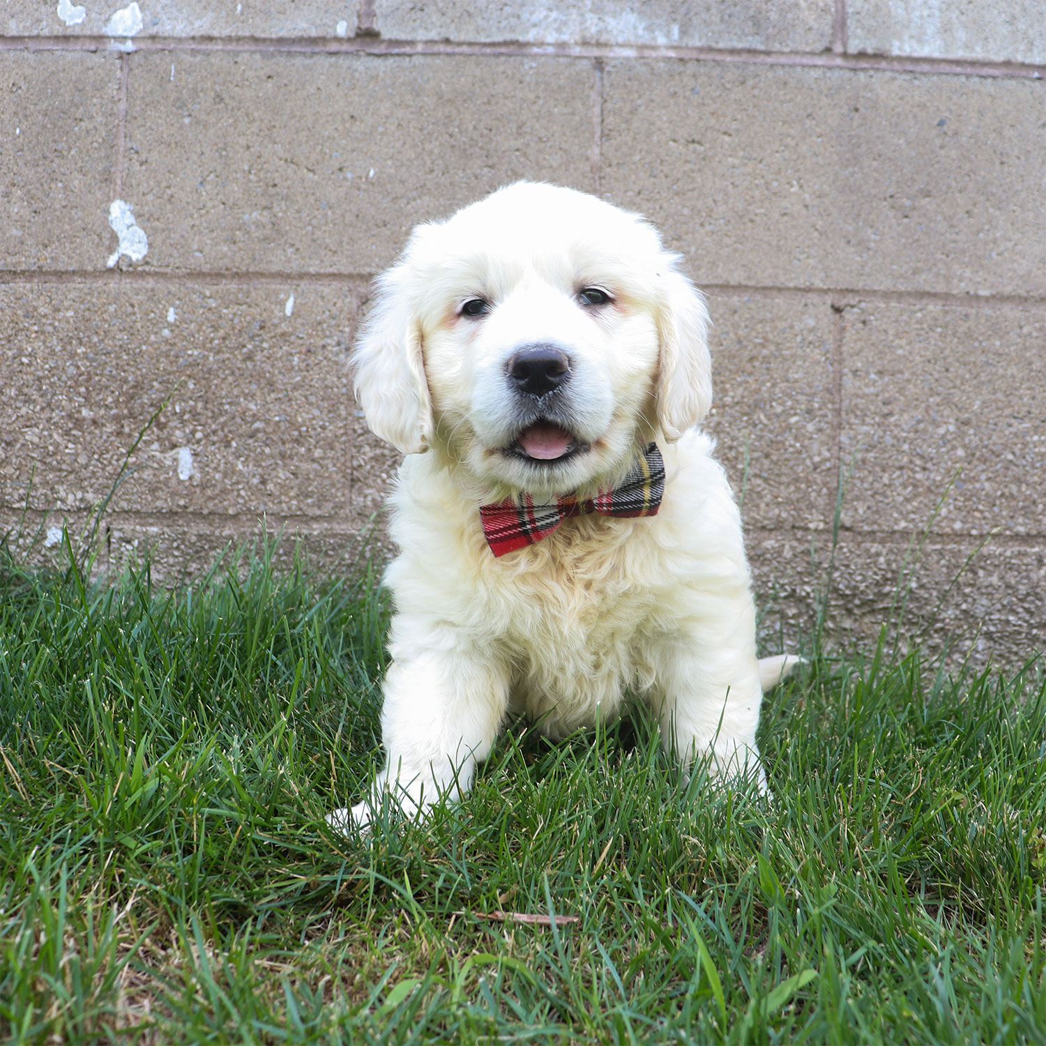Kia's English Cream Golden Retriever Puppies - Marshall (Week 6)