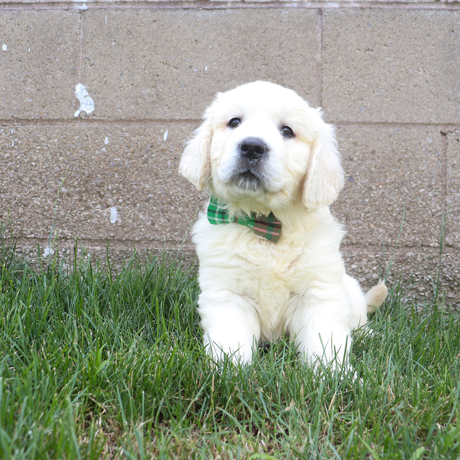 Kia's English Cream Golden Retriever Puppies - Rocky (Week 6)