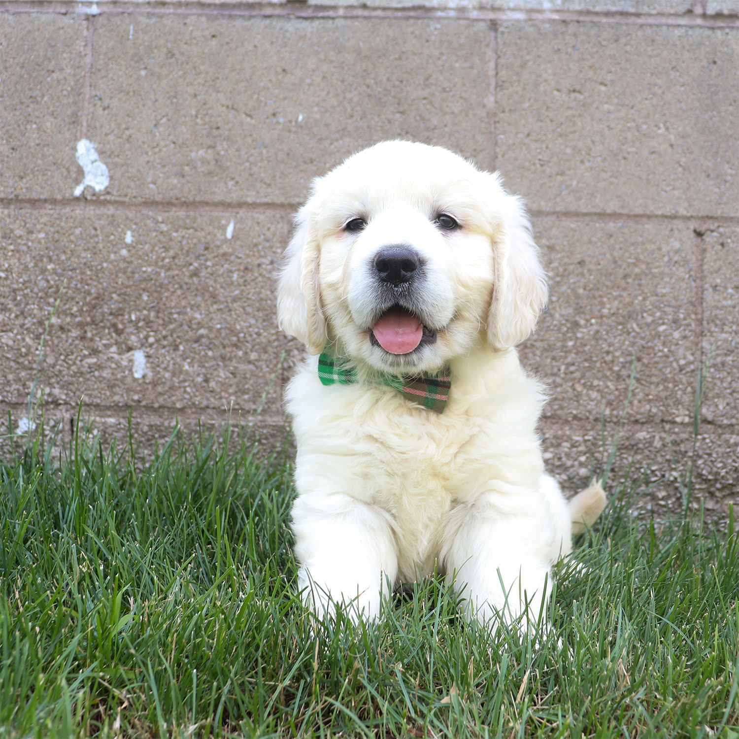 Kia's English Cream Golden Retriever Puppies - Rocky (Week 6)