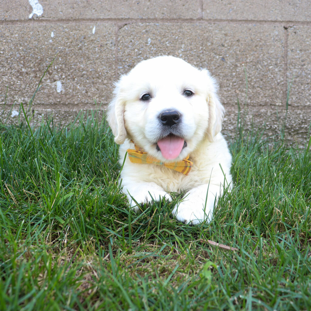 english-cream-golden-retriever-puppies-for-sale-in-bainbridge-ny
