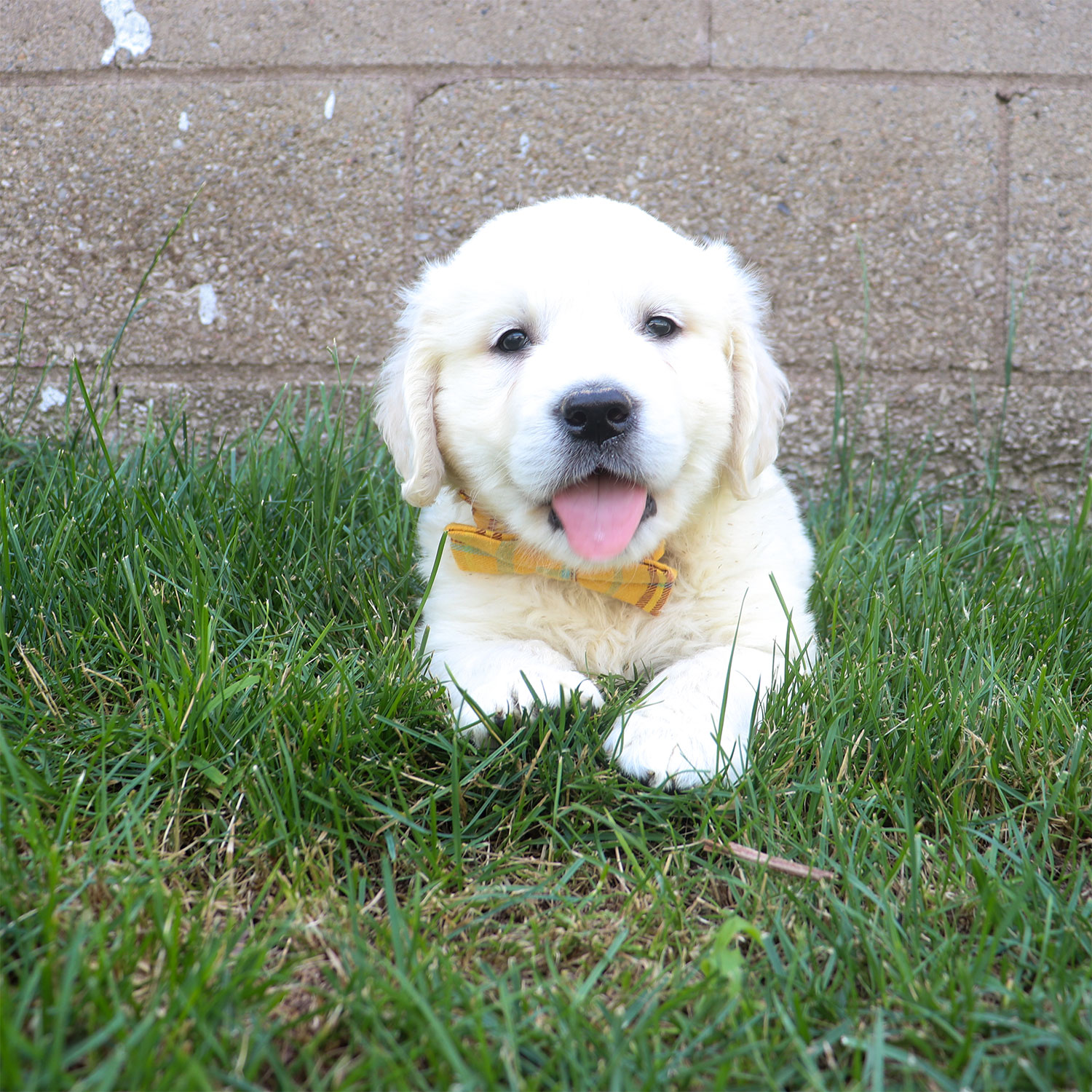 Kia's English Cream Golden Retriever Puppies - Rubble (Week 6)