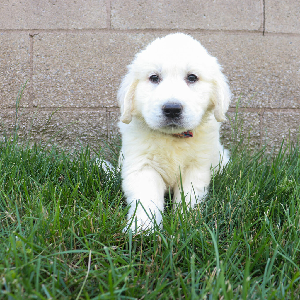 english-cream-golden-retriever-puppies-for-sale-in-bainbridge-ny