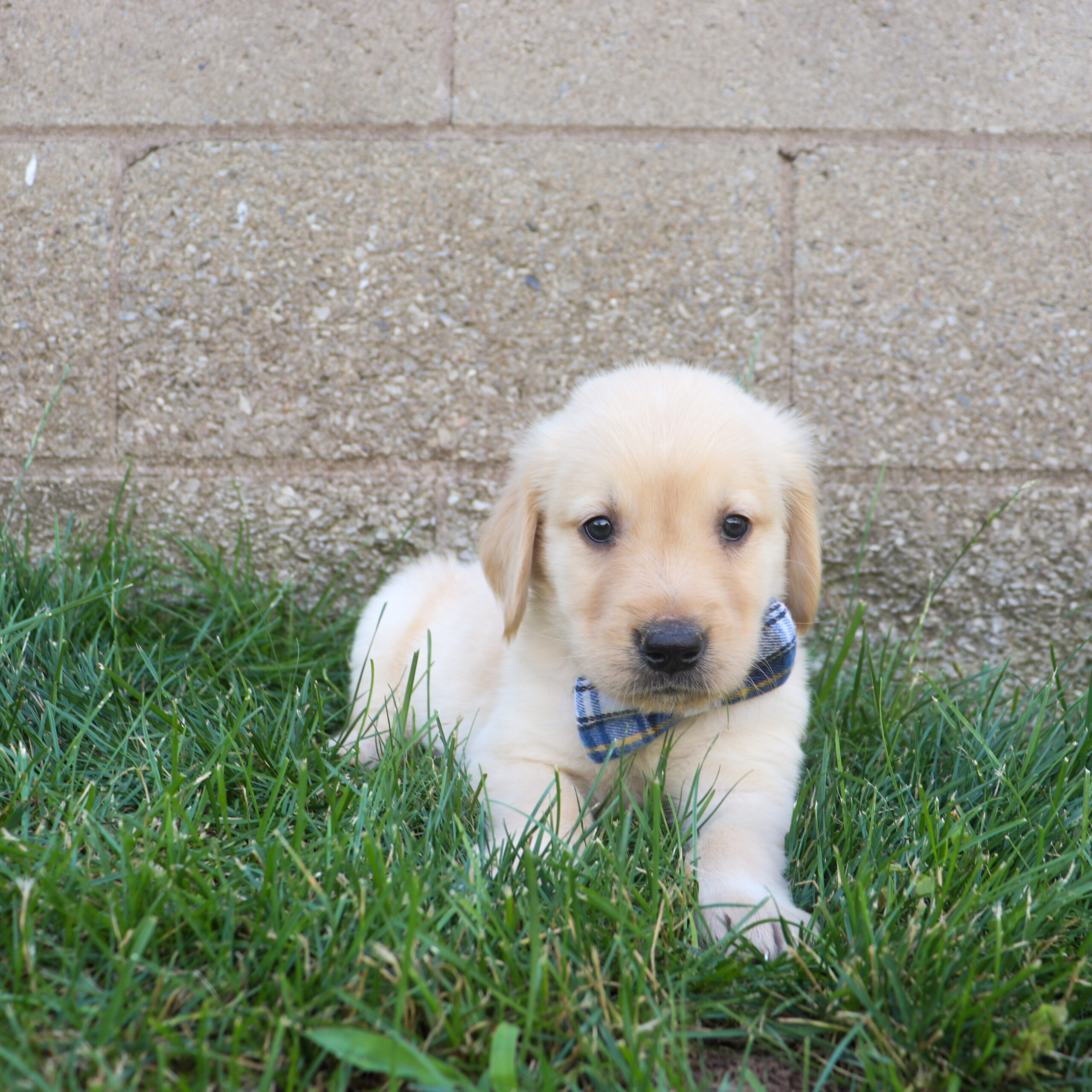 Roxie's Golden Retriever Puppies - Bronco (Week 6)