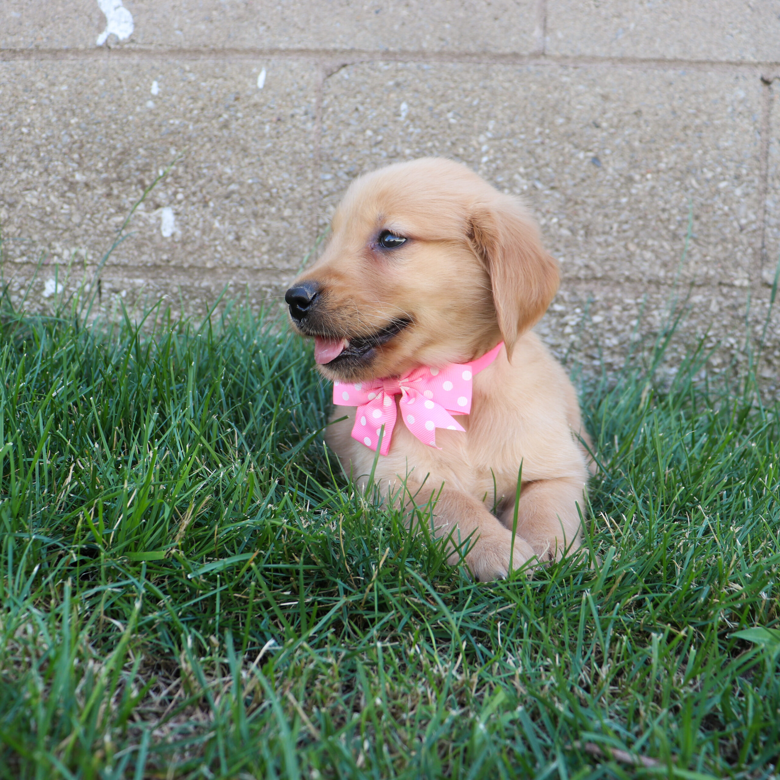 Roxie's Golden Retriever Puppies - Reba (Week 6)