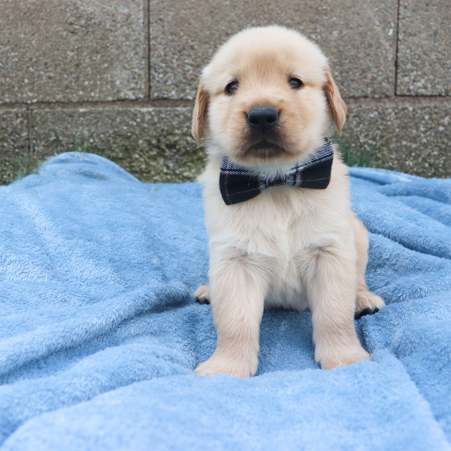 Lexie's Golden Retriever Puppies - Bronze (Week 5)