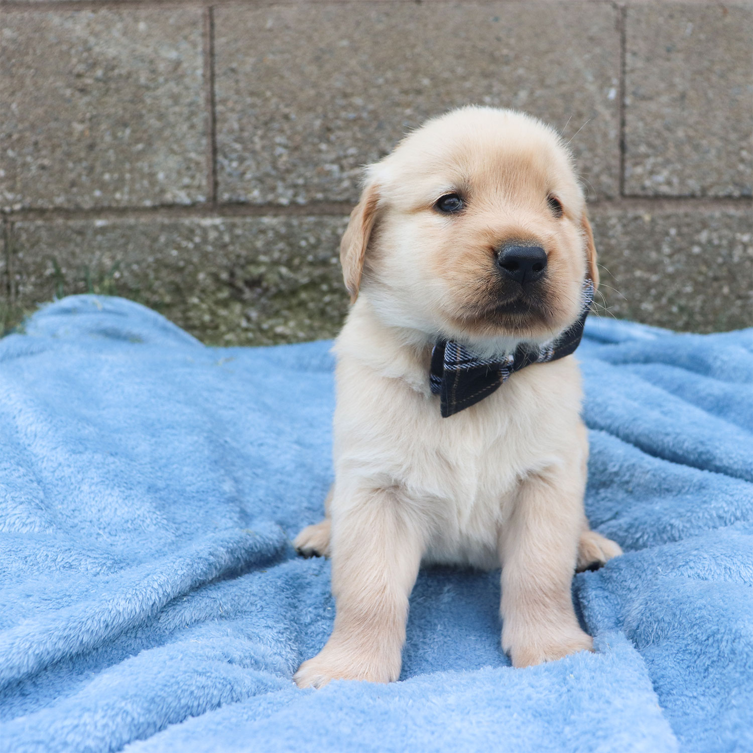 Lexie's Golden Retriever Puppies - Bronze (Week 5)